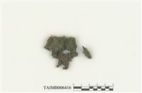 藏品(白葉苔)的圖片